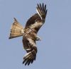 Photo of Red Kite at Ashendon, Buckinghamshire. Taken by Ann B on 1st June 2013.
