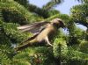 Common Crossbill