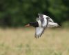 Oystercatcher