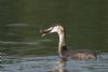 Photo of Great Crested Grebe at Willen Lakes, Buckinghamshire. Taken by Jason Chalk on 12th October 2013.