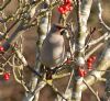 Waxwing