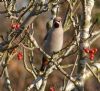 Waxwing