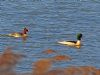 Goosander