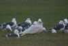 Photo of Glaucous Gull at Edgcott, Buckinghamshire. Taken by Tim Watts on 1st March 2014.