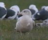 Photo of Glaucous Gull at Edgcott, Buckinghamshire. Taken by Tim Watts on 1st March 2014.