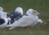 Photo of Glaucous Gull at Edgcott, Buckinghamshire. Taken by Tim Watts on 1st March 2014.