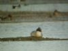 Goosander