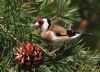 Goldfinch