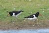 Oystercatcher