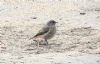 Black Redstart