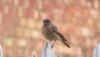 Black Redstart