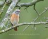 Photo of Redstart at Old Wolverton, Stony Stratford, Buckinghamshire. Taken by Jason Chalk on 31st August 2014.