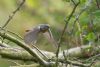 Photo of Redstart at Old Wolverton, Stony Stratford, Buckinghamshire. Taken by Jason Chalk on 31st August 2014.