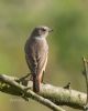 Photo of Redstart at Old Wolverton, Stony Stratford, Buckinghamshire. Taken by Jason Chalk on 31st August 2014.