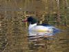 Goosander