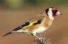 Goldfinch