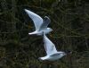 Photo of Black-headed Gull at The Rye, High Wycombe, Buckinghamshire. Taken by David Ferguson on 2nd February 2015.