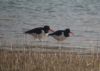 Oystercatcher