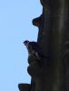 Photo of Peregrine. Taken by Liam Richardson.
