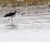 Record shot of whiter headed individual of 2 present at 11.30, 24/04/2015.