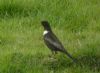 Ring Ouzel at Quainton Hills, Buckinghamshire. Photographed by Tim Watts on 25th April 2015.