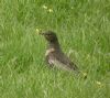 Ring Ouzel at Quainton Hills, Buckinghamshire. Photographed by Tim Watts on 25th April 2015.
