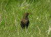 Ring Ouzel at Quainton Hills, Buckinghamshire. Photographed by Tim Watts on 25th April 2015.