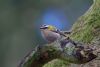 Firecrest at Wendover Woods, Buckinghamshire. Photographed by Dan Forder on 25th April 2015.