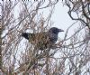 Raven