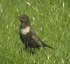 Ring Ouzel at Quainton Hills, Buckinghamshire. Photographed by Tim Watts on 27th April 2015.
