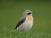 Wheatear at Quainton Hills, Buckinghamshire. Photographed by Tim Watts on 27th April 2015.