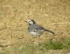 White Wagtail