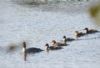 Goosander