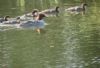Goosander