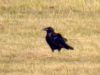Raven
