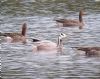 Bar-headed Goose