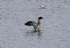 Goosander