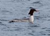 Goosander