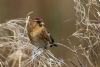 Photo of Redpoll at Stony Stratford, Buckinghamshire. Taken by Peter Garner on 18th January 2016.