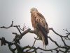 Photo of Red Kite at Hedgerley, Buckinghamshire. Taken by Stephen Rodwell on 17th January 2016.