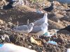 Photo of Caspian Gull at Hedgerley, Buckinghamshire. Taken by Stephen Rodwell on 10th January 2016.