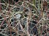 Siberian Chiffchaff