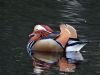 Mandarin Duck