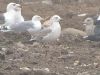 Photo of Caspian Gull at Hedgerley, Buckinghamshire. Taken by Stephen Rodwell on 31st January 2016.