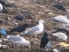 Photo of Caspian Gull at Hedgerley, Buckinghamshire. Taken by Stephen Rodwell on 24th January 2016.