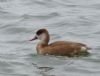 Red-crested Pochard