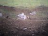 Photo of Caspian Gull at Hedgerley, Buckinghamshire. Taken by Stephen Rodwell on 20th February 2016.
