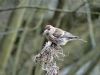 Lesser Redpoll