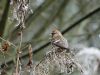 Lesser Redpoll