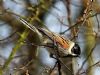 Reed Bunting